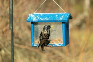 europeo storno In arrivo per visitare il Bluebird alimentatore per vermi della farina. il uccello è nero e ha bianca macchiolina. il piume brillare con un' arcobaleno colore piace olio nel acqua. queste siamo dilagante specie. foto