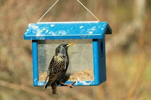 europeo storno In arrivo per visitare il Bluebird alimentatore per vermi della farina. il uccello è nero e ha bianca macchiolina. il piume brillare con un' arcobaleno colore piace olio nel acqua. queste siamo dilagante specie. foto