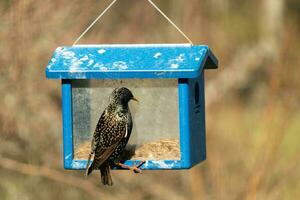 europeo storno In arrivo per visitare il Bluebird alimentatore per vermi della farina. il uccello è nero e ha bianca macchiolina. il piume brillare con un' arcobaleno colore piace olio nel acqua. queste siamo dilagante specie. foto