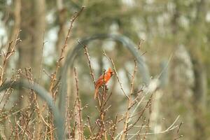 Questo bella maschio cardinale è arroccato nel il pesca albero per sicurezza. Questo luminosa rosso uccello è provando per miscela in. per essere mimetizzato nel il rami. il arti siamo senza le foglie dovuto per il autunno stagione. foto