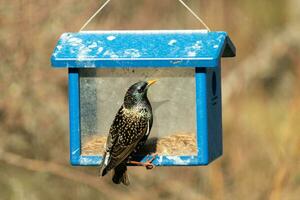 europeo storno In arrivo per visitare il Bluebird alimentatore per vermi della farina. il uccello è nero e ha bianca macchiolina. il piume brillare con un' arcobaleno colore piace olio nel acqua. queste siamo dilagante specie. foto