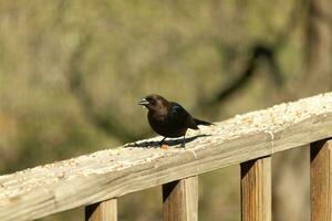 Questo carino poco cowbird era seduta su il ringhiera di il ponte circondato di becchime. Questo è un' maschio uccello dovuto per il più scuro nero piume. il poco Marrone testa Aggiunge per il diverso toni. foto