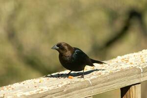 Questo carino poco cowbird era seduta su il ringhiera di il ponte circondato di becchime. Questo è un' maschio uccello dovuto per il più scuro nero piume. il poco Marrone testa Aggiunge per il diverso toni. foto