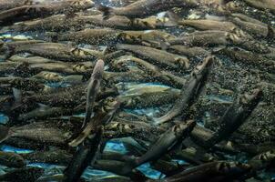 un' grande gruppo di pesce nuoto nel il acqua foto