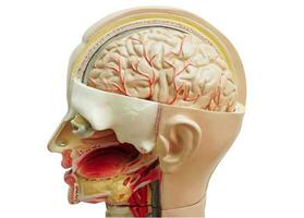 umano corpo anatomia organo modello con bocca, lingua, gola e occhio nel testa per studia formazione scolastica medico corso. foto