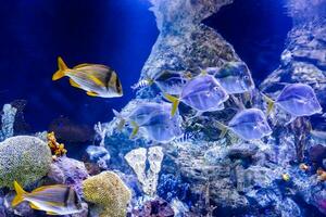 un' grande acquario con molti pesce nuoto in giro foto