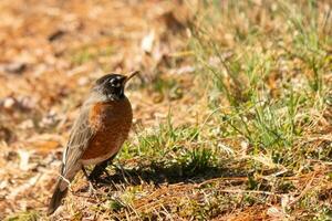 bellissimo pettirosso in piedi nel il erba con Marrone colori tutti intorno a. Questo uccello per molti si intende primavera. il aviaria ha un' buio nero corpo con un arancia gonfiarsi. esso quasi sembra piace un' stella in giro il suo occhio. foto