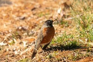 bellissimo pettirosso in piedi nel il erba con Marrone colori tutti intorno a. Questo uccello per molti si intende primavera. il aviaria ha un' buio nero corpo con un arancia gonfiarsi. esso quasi sembra piace un' stella in giro il suo occhio. foto