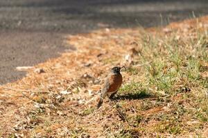 bellissimo pettirosso in piedi nel il erba con Marrone colori tutti intorno a. Questo uccello per molti si intende primavera. il aviaria ha un' buio nero corpo con un arancia gonfiarsi. esso quasi sembra piace un' stella in giro il suo occhio. foto