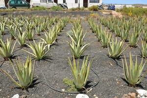 Agave impianti nel il campo foto