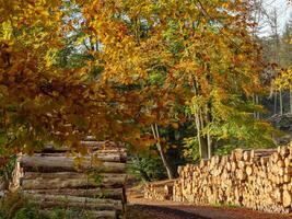 il teutoburgo foresta nel Germania foto