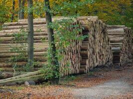 il teutoburgo foresta nel Germania foto