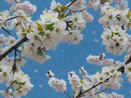 Esplorare il alberi esperienze a partire dal primavera fiori per d'inverno brina. foto