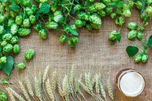 verde fresco luppolo con Grano e birra come copia spazio telaio testo la zona su tela di sacco sfondo foto