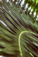 vicino su di palma le foglie. astratto a strisce naturale verde sfondo. foto