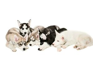 carino poco rauco cucciolo isolato su bianca sfondo foto