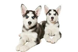Due poco carino cucciolo di siberiano rauco cane con blu occhi isolato foto