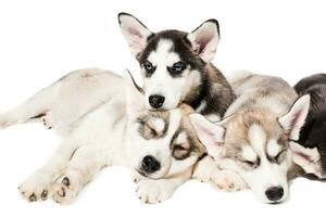 gruppo di cuccioli razza il husky isolato su bianca sfondo foto
