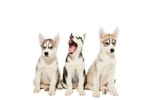 gruppo di cuccioli razza il husky isolato su bianca sfondo foto