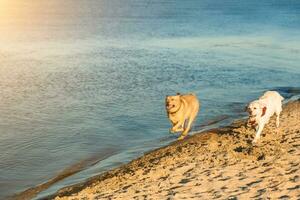 d'oro labrador recuperatori avendo divertimento in esecuzione lungo spiaggia. sole bagliore foto