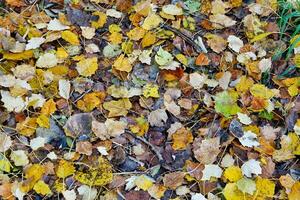 foglie d'autunno sul terreno foto