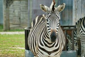 un' zebra in piedi nel davanti di un' metallo gabbia foto