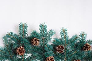 verde Natale abete albero rami con coni isolato su bianca sfondo. foto