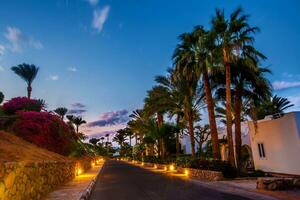 sera Visualizza per strada nel illuminazione, bianca appartamenti, palma alberi foto