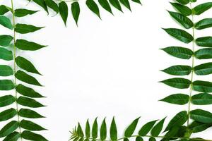 verde foglia rami su bianca sfondo. piatto posizione, superiore Visualizza foto