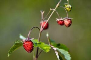 biologico selvaggio maturo fragola nel foresta.macro sparo, messa a fuoco su un' primo piano, sfocato sfondo foto