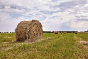 pagliaio raccogliere agricoltura campo paesaggio. agricoltura campo pagliaio Visualizza. foto