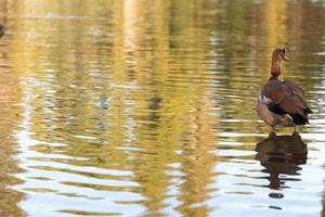 anatra in un lago foto