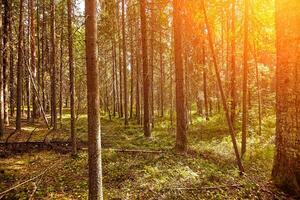 bellissimo paesaggio di pino foresta nel estate giorno. il alto alberi di il pino alberi in crescita nel il vecchio foresta. foto