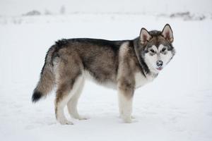 stand in Alaska Malamute foto