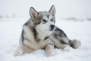 cucciolo di malamute nella neve foto