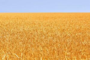 Grano campo. orecchie di d'oro Grano. bellissimo natura. rurale scenario sotto splendente luce del sole. sfondo di maturazione orecchie di prato Grano campo. foto