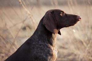 cane da caccia si siede e guarda lontano foto