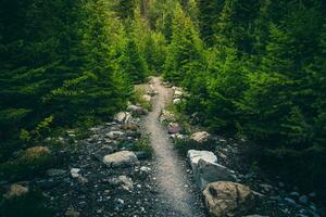 tranquillo foresta ruscello in mezzo lussureggiante verde fogliame e torreggiante alberi nel naturale natura selvaggia foto