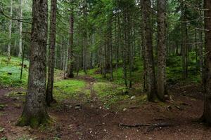 tranquillo sentiero attraverso vecchia crescita foresta natura selvaggia foto