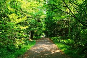 tranquillo verde foresta sentiero nel naturale ambiente foto