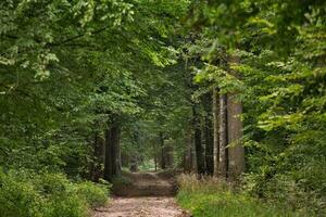 un' sereno sentiero tra lussureggiante bosco fogliame foto
