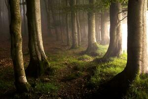 tranquillo vecchia crescita foresta con verde fogliame e luce del sole filtraggio attraverso il alberi. foto