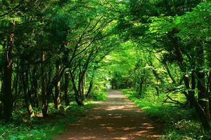 tranquillo campagna passeggiate in mezzo lussureggiante verde fogliame e bosco foto