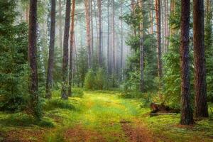 tranquillo autunno bosco illuminata dal sole boschetto nel terroso toni foto