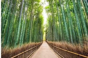 tranquillo foresta sentiero principale per di fuga punto foto