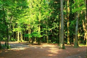 tranquillo autunno camminare nel verde bosco con luce del sole filtraggio attraverso fogliame foto