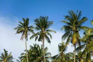 tranquillo tropicale spiaggia con palma alberi e blu mare. foto