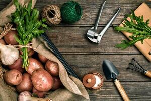 crudo patate nel un' biancheria Borsa, rucola, aglio, giardino pala e rastrello, cibo sfondo, superiore Visualizza foto