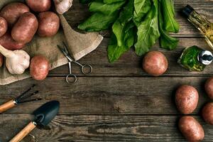 fresco patate, olio, aglio e speziato erbe aromatiche su un' cucina di legno sfondo. fresco verdure a partire dal il tuo proprio giardino. foto