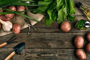 fresco patate, olio, aglio e speziato erbe aromatiche su un' cucina di legno sfondo. fresco verdure a partire dal il tuo proprio giardino. foto